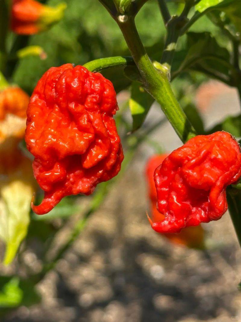 Indian pepper cultivation technology