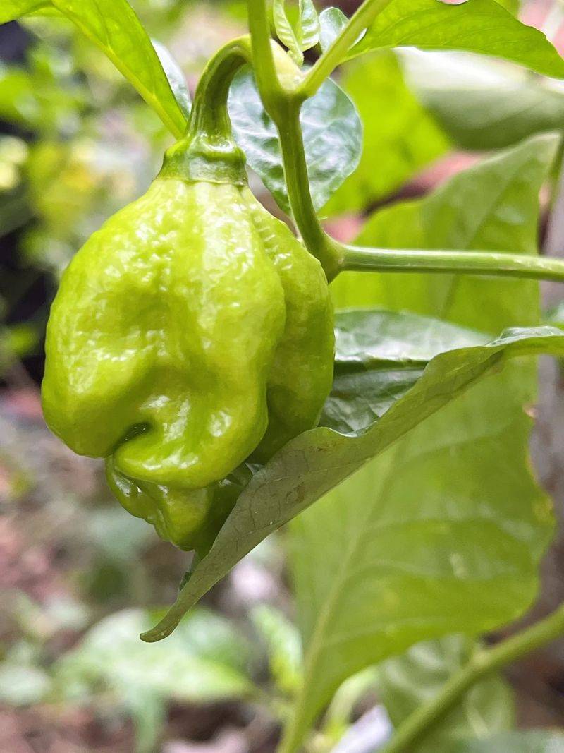 Indian pepper cultivation technology