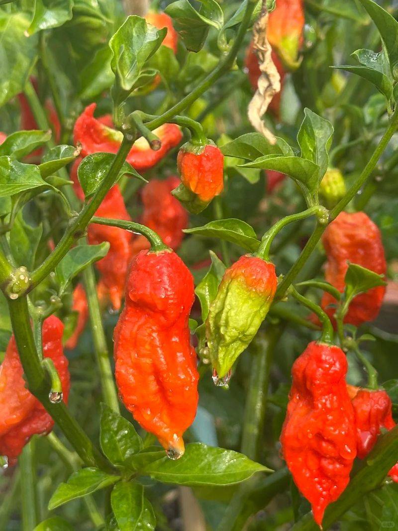 Indian pepper cultivation technology