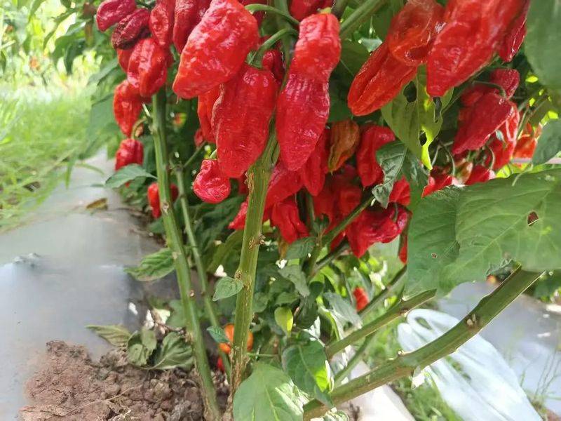 Indian pepper cultivation technology