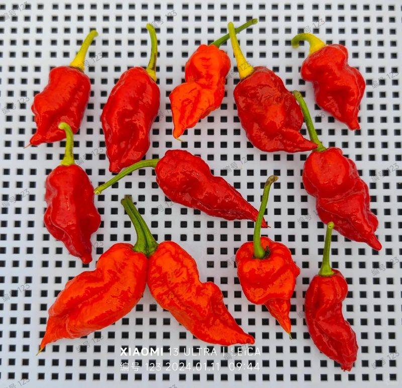 Indian pepper cultivation technology