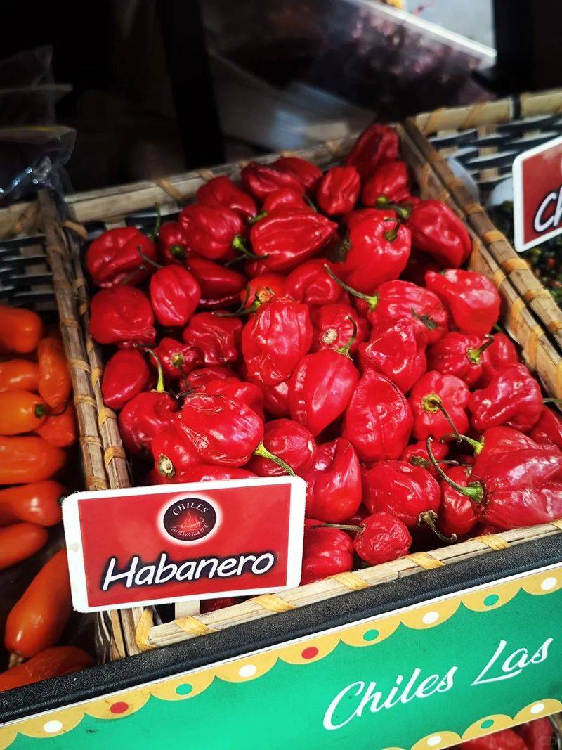 Indian pepper cultivation technology