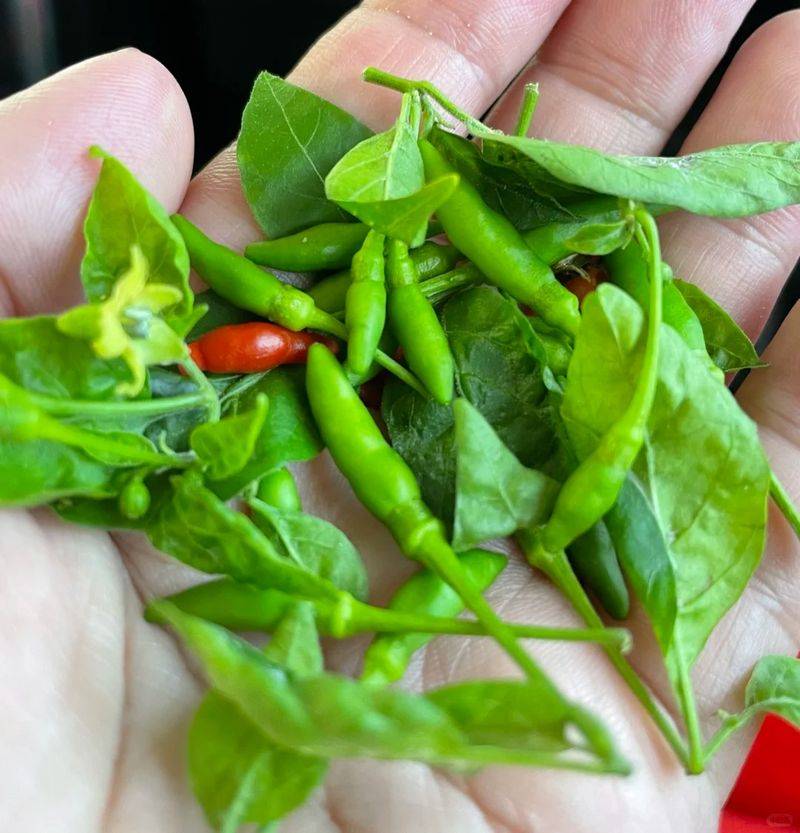 Indian pepper cultivation technology
