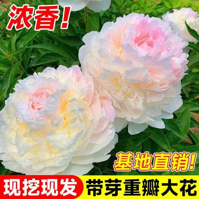 芍药花盆栽种植技术