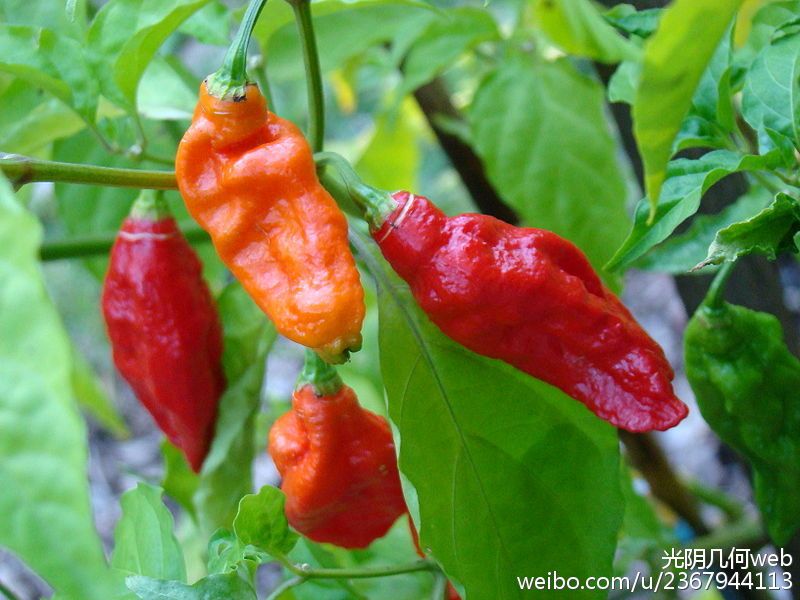 Indian pepper cultivation technology