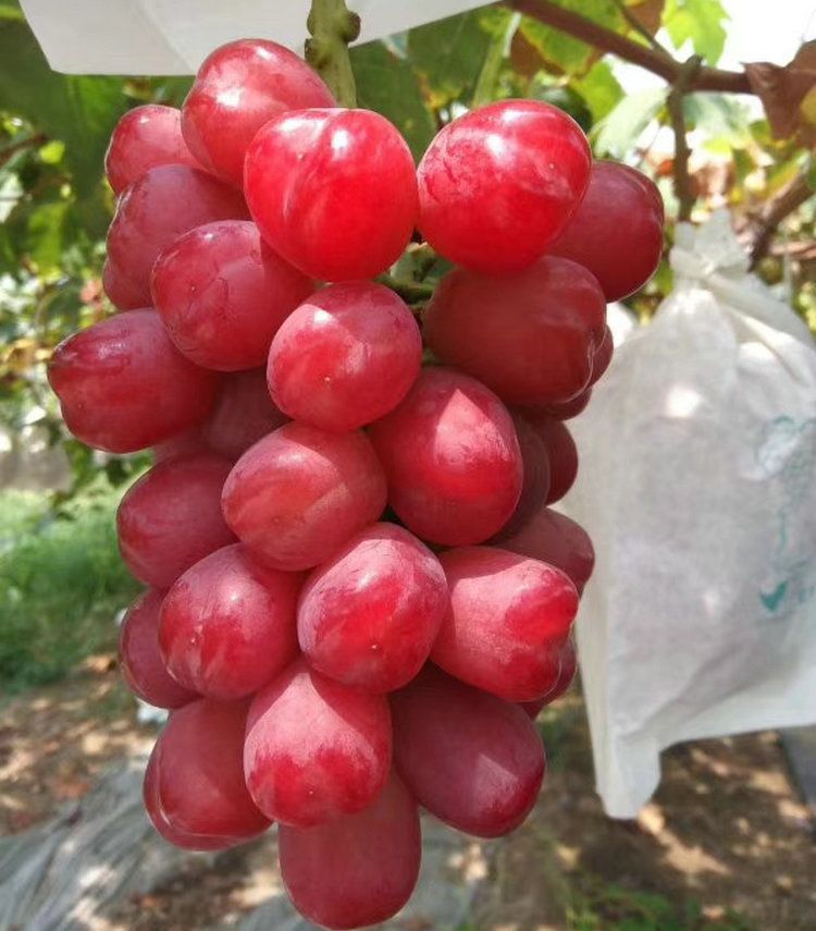 早夏无核葡萄种植技术