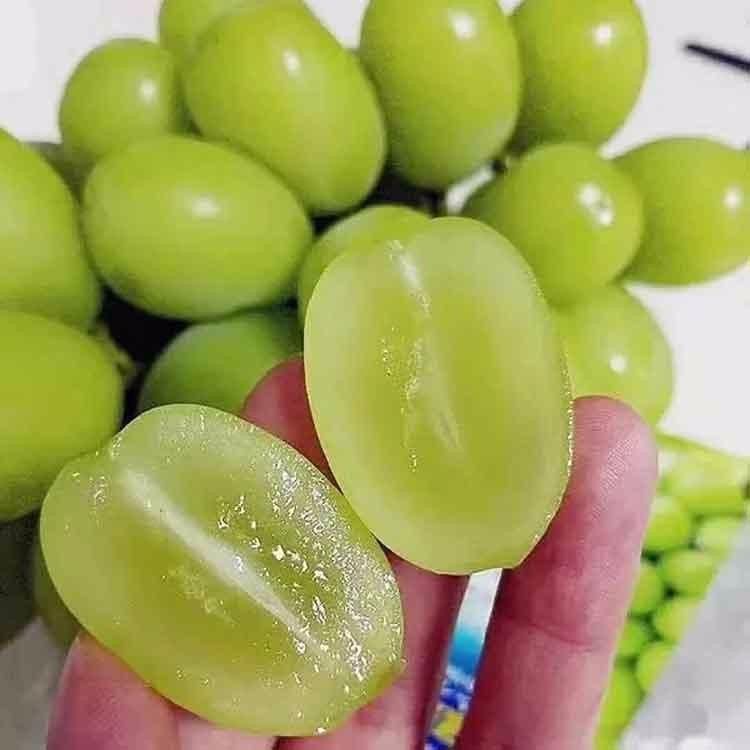 早夏无核葡萄种植技术