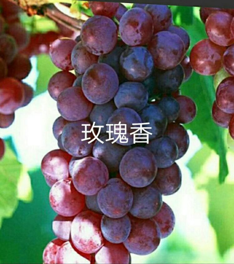 早夏无核葡萄种植技术