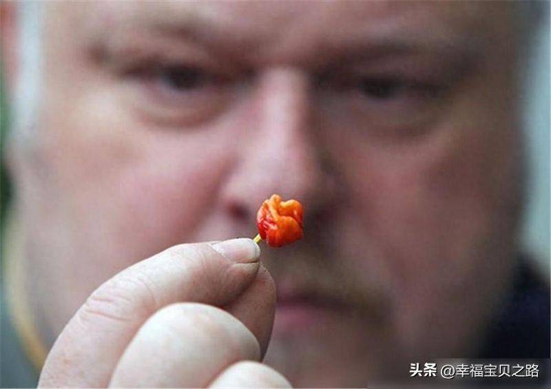 Indian pepper cultivation technology