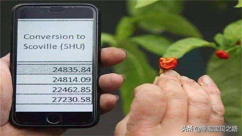 Indian pepper cultivation technology