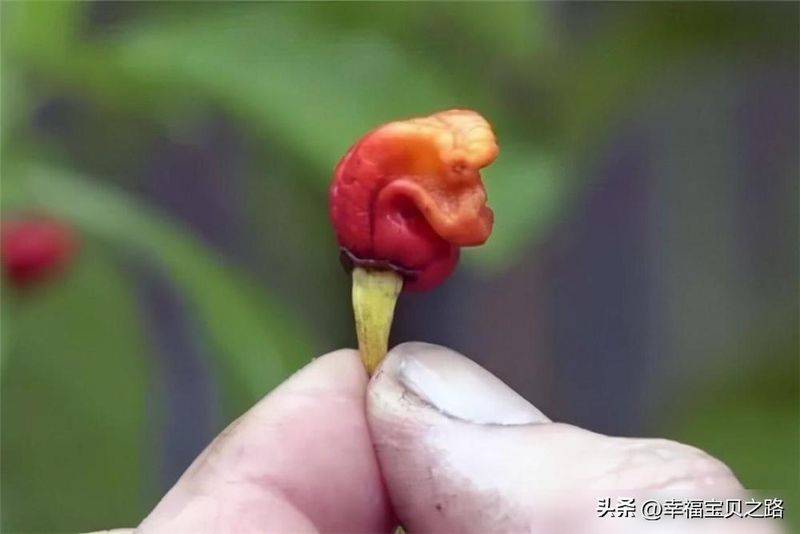 Indian pepper cultivation technology