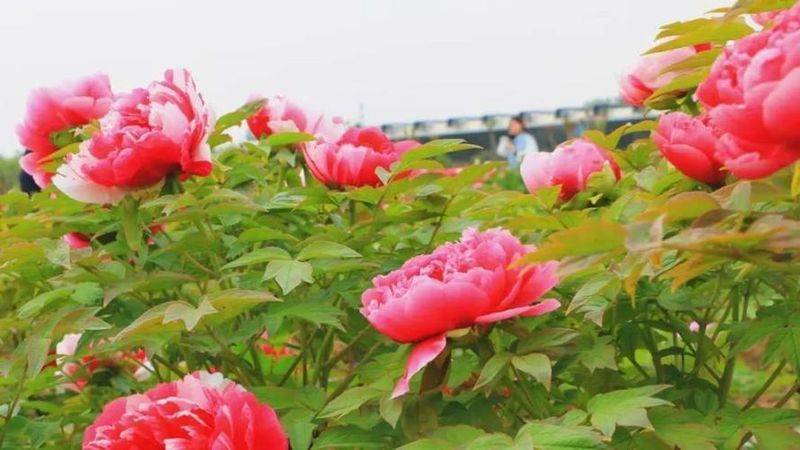 芍药花盆栽种植技术