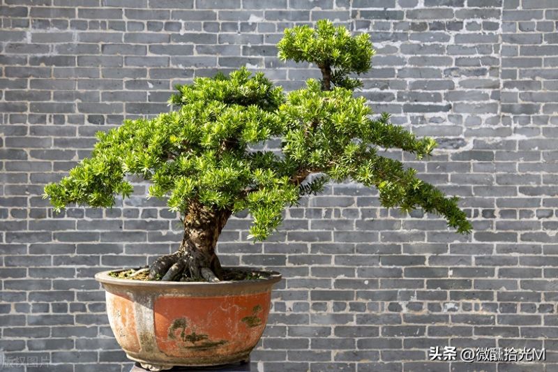 罗汉松的室内养殖方法