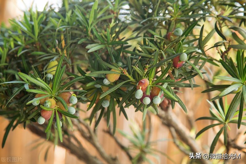 罗汉松的室内养殖方法