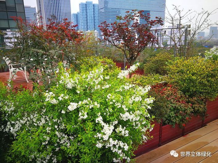 屋顶 绿化构造