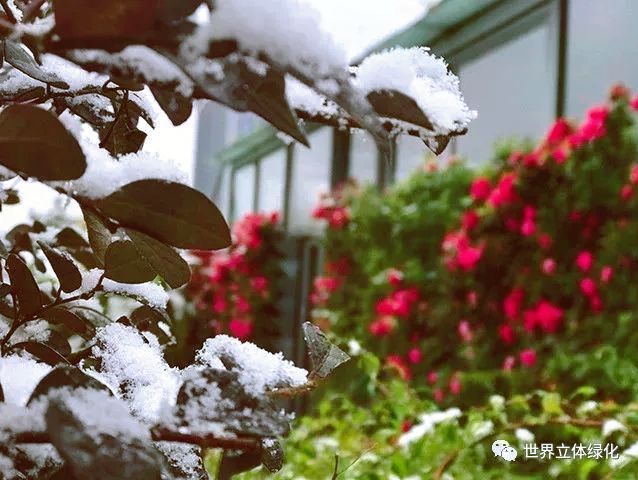 屋顶 绿化构造
