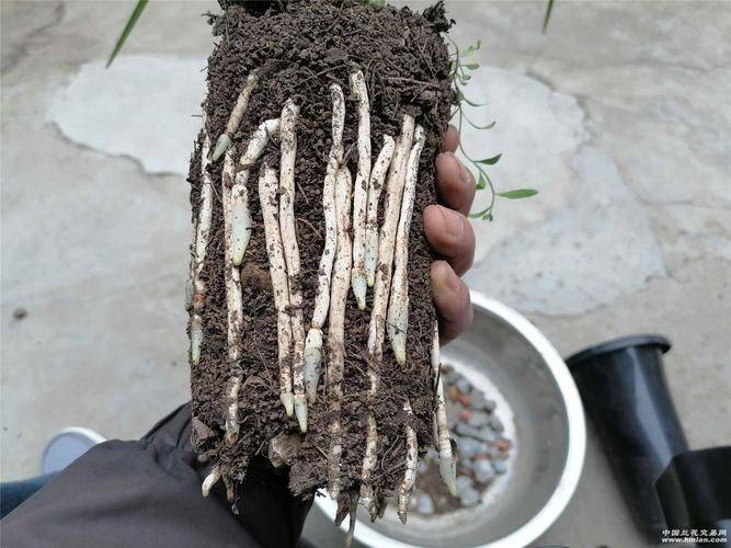 Evening orchid cultivation methods
