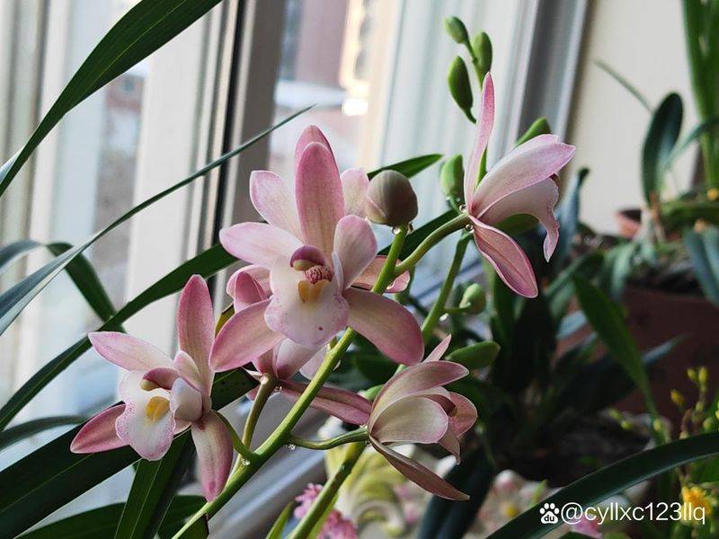 Evening orchid cultivation methods