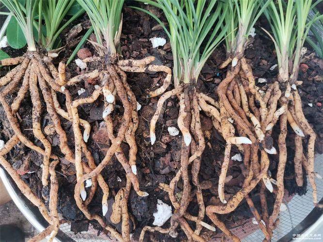 Evening orchid cultivation methods