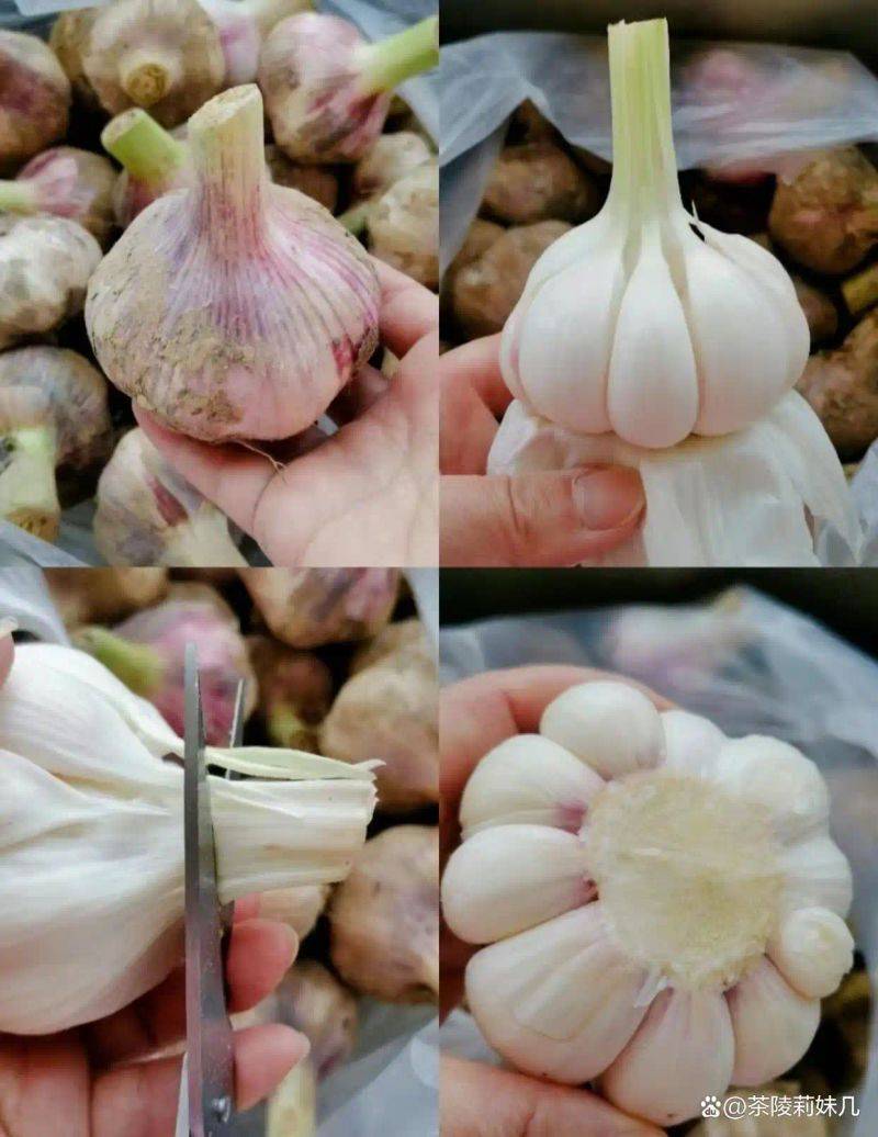 浙江土池腌糖蒜方法