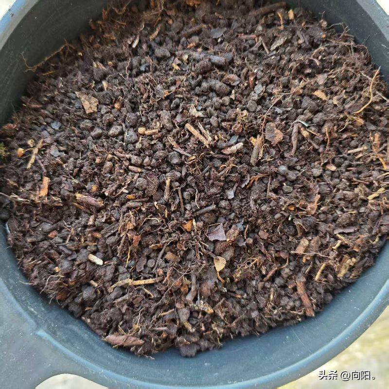 盆栽小番茄的种植方法