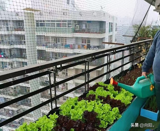 盆栽小番茄的种植方法