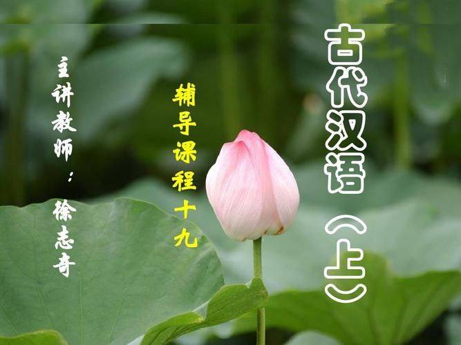 野生铁皮石斛种植方法