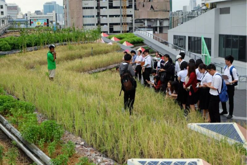 屋顶 绿化构造