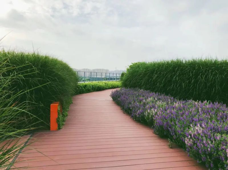 屋顶 绿化构造