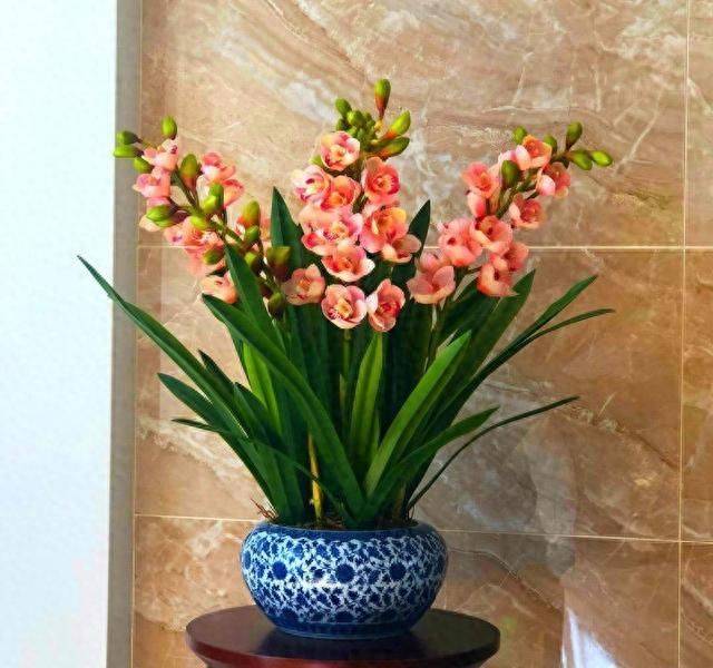 Evening orchid cultivation methods