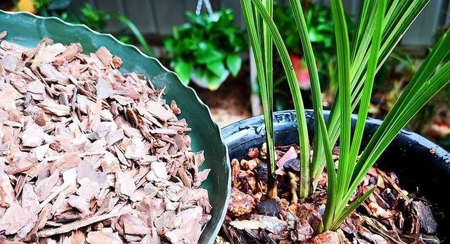 Evening orchid cultivation methods