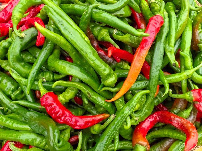 Indian pepper cultivation technology