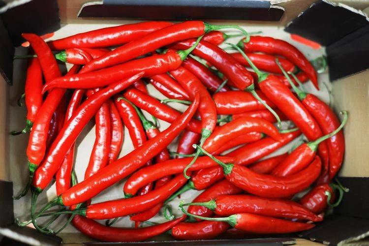 Indian pepper cultivation technology