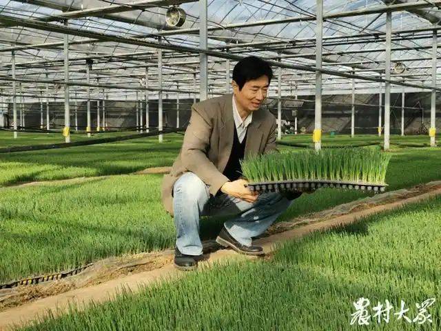 葱种植技术和种植时间