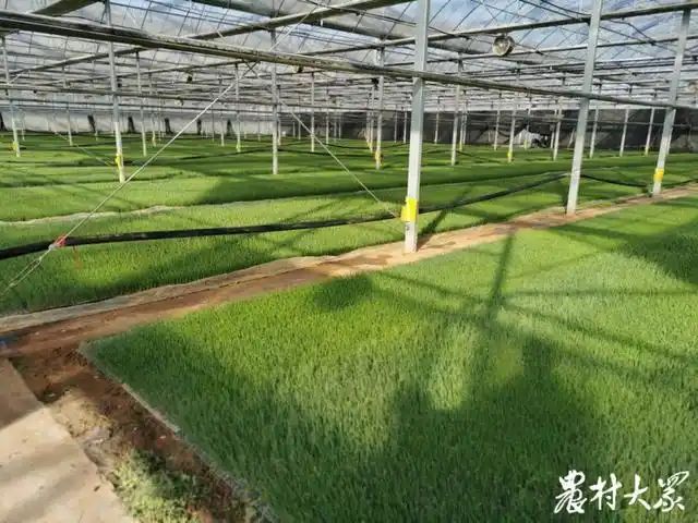 葱种植技术和种植时间