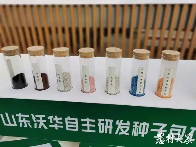 葱种植技术和种植时间