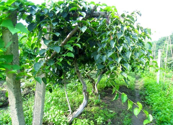 软枣子种植技术