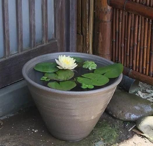 睡莲种植方法