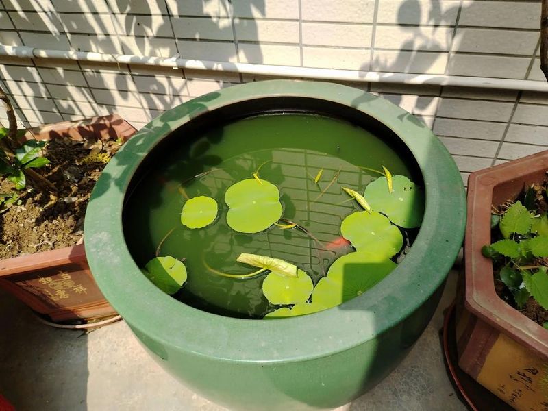睡莲种植方法