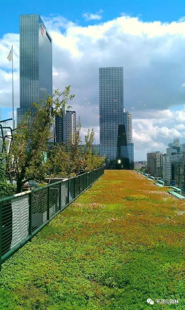 屋顶 绿化构造