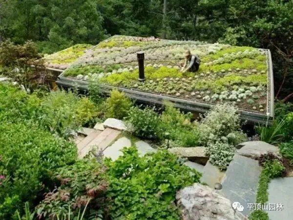 屋顶 绿化构造