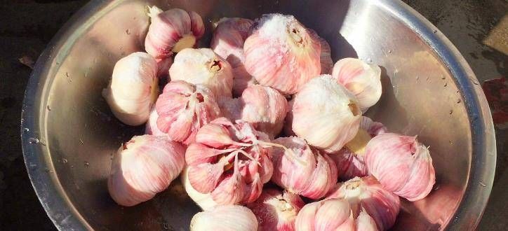 浙江土池腌糖蒜方法