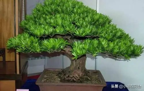罗汉松的室内养殖方法