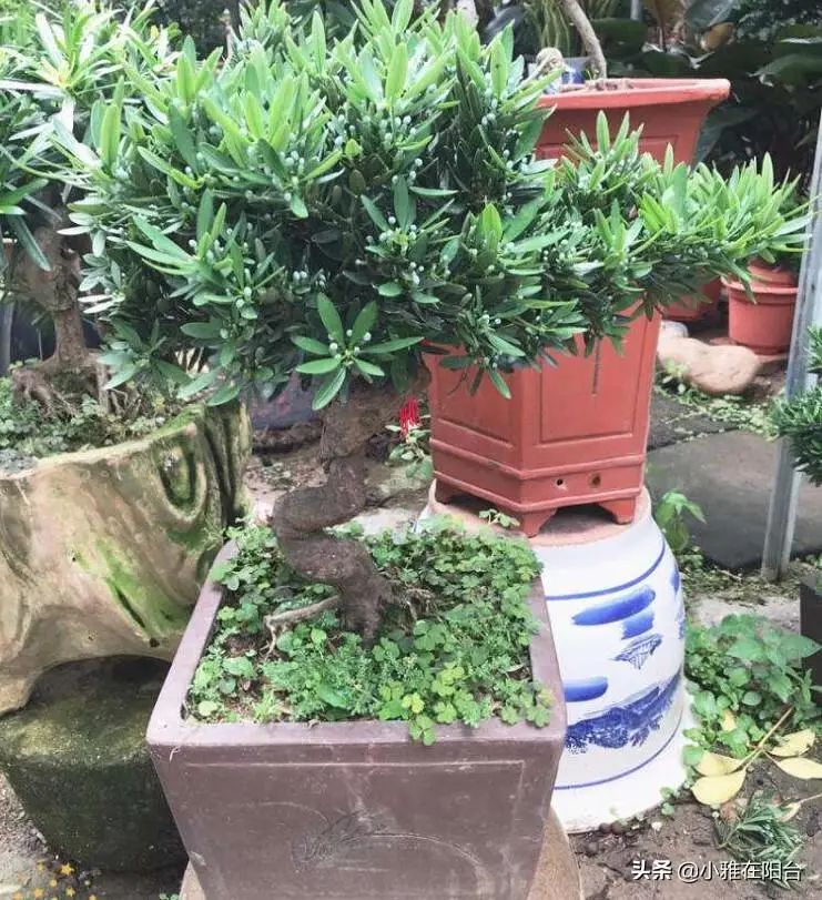 罗汉松的室内养殖方法