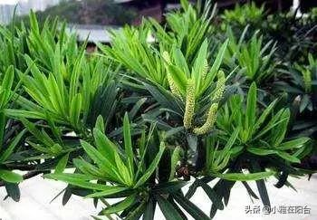 罗汉松的室内养殖方法