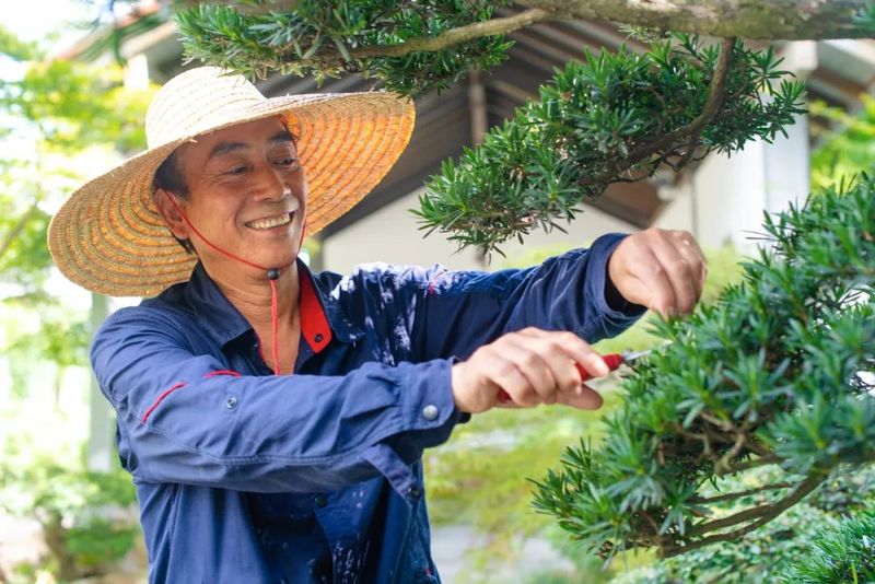 罗汉松的室内养殖方法