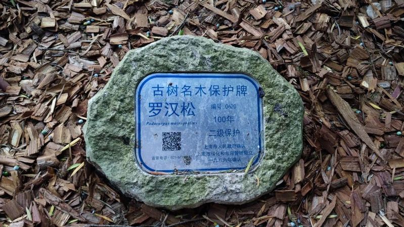 罗汉松的室内养殖方法