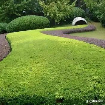 屋顶 绿化构造