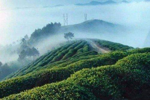 How much is a pound for the yellow mountain
