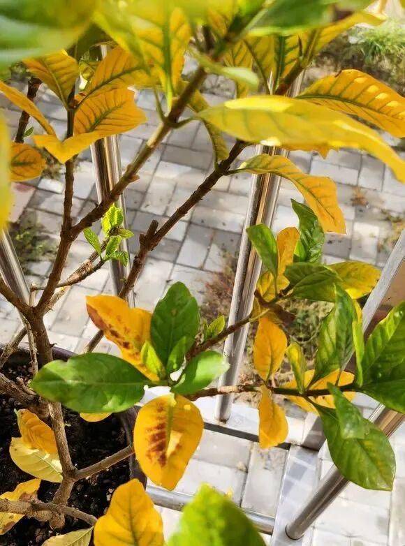 Plantation techniques for plant grapefruit trees